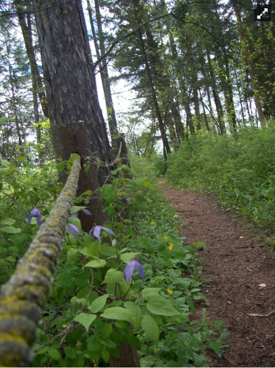 Nature trail for digital detox and outdoor wellness
